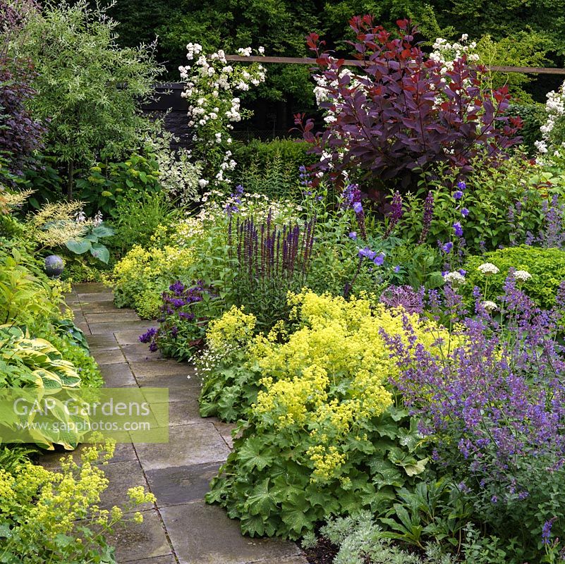 Path edged in catmint, alchemilla, hosta, prunella, salvia. Right bed - allium, euphorbia, fennell, campanula, lupin, cotinus, Geranium Rozanne. 