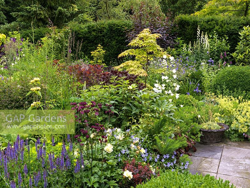 Osakazuki maple by campanula, cotinus, euphorbia, alchemilla. Viola, astrantia, salvia, rose, phlomis, hardy geranium, physocarpus, aconite, foxglove.