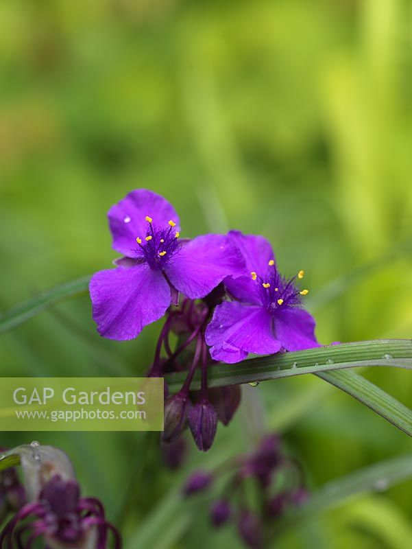 Tradescantia x andersoniana Concord Grape, an evergreen perennial that flowers in summer.