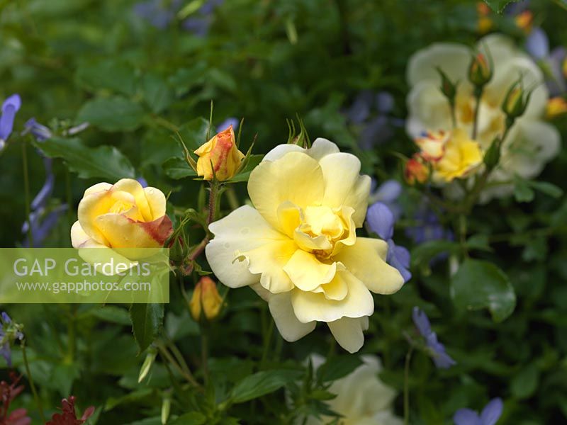 Rosa Celina, a delicate yellow rose.
