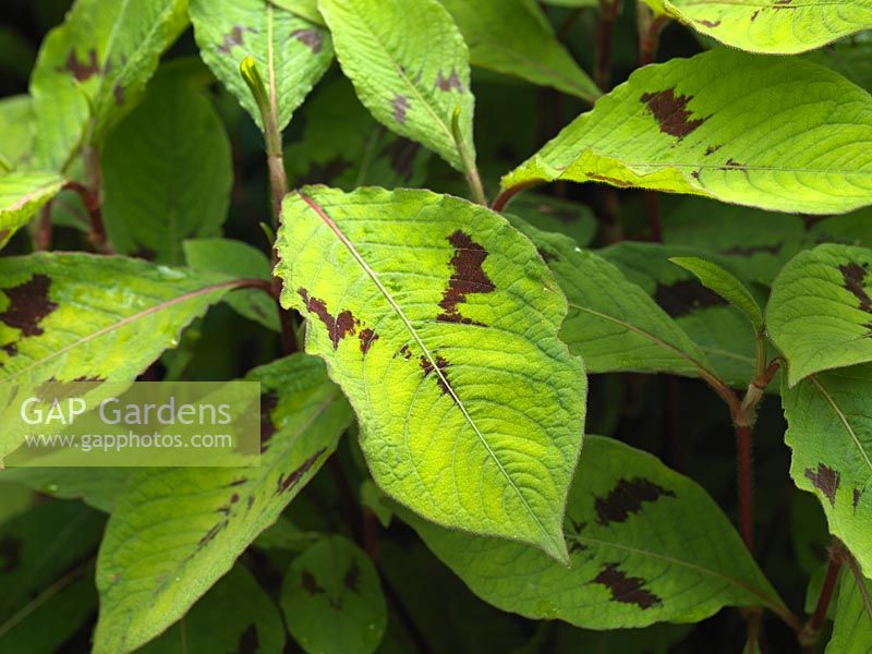 Persicaria virginiana Lance Corporal, bistort, a herbaceous perennial with ornamental  leaves.