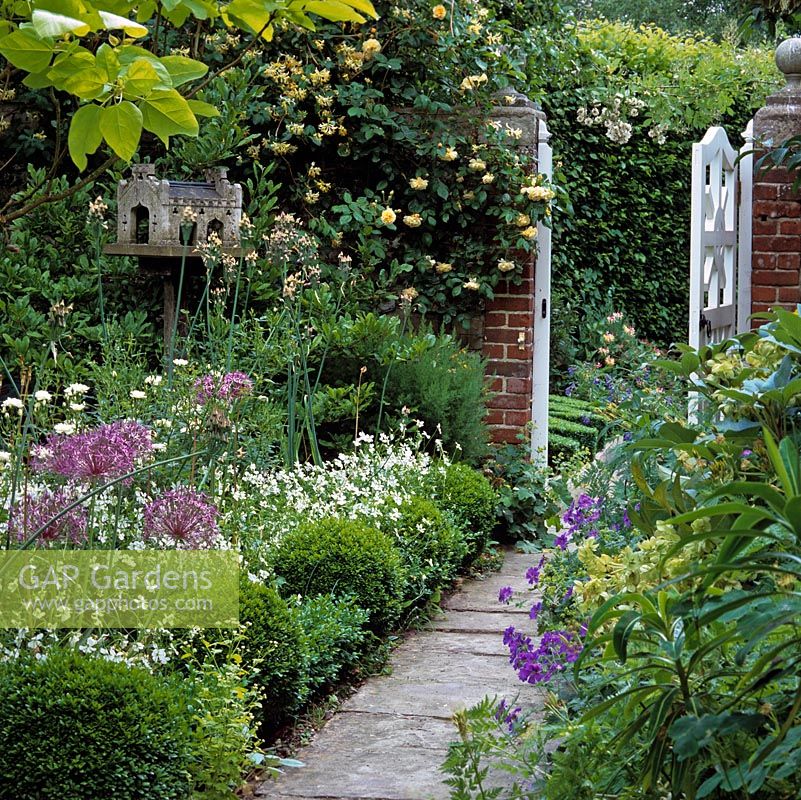 Path edged in box balls, white violas, Allium cristophii and Nectaroscordum sicilum. Bird table. Roses and honeysuckle on wall.