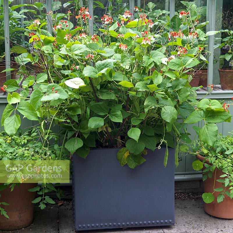 Beside greenhouse, old water cistern is filled with the dwarf runner bean Hestia.