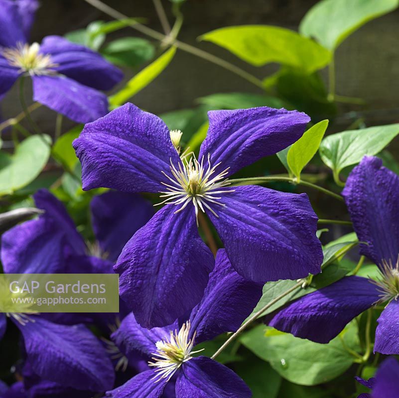 Clematis Jackmanii Superba bears abundant rich, dark blue purple flowers in late summer.