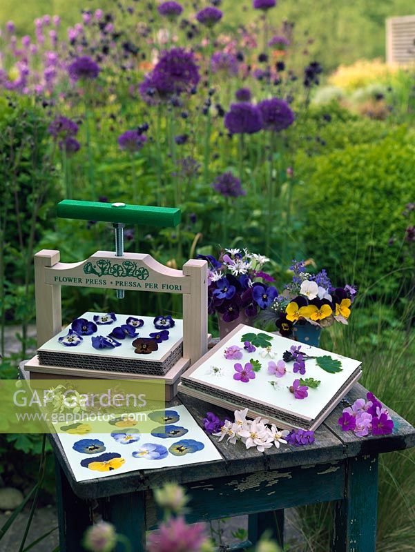 Flower press on garden table - summer 