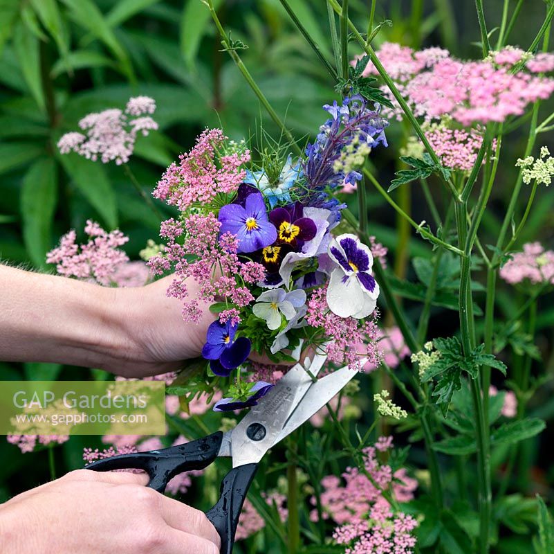 snipping off stems on Pimpinella major rosea. Pick only the newest and freshest flowers for pressing, and pick when dry, ideally after the dew has evaporated, but before the sun causes flowers to wilt. 