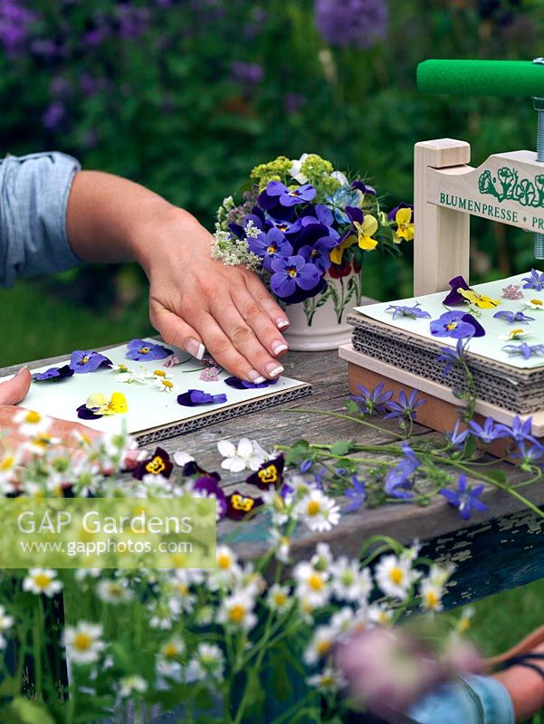 Woman placing freshly cut flowers into press. Use only the newest and freshest flowers for pressing, and pick when dry, ideally after the dew has evaporated, but before the sun causes flowers to wilt. 