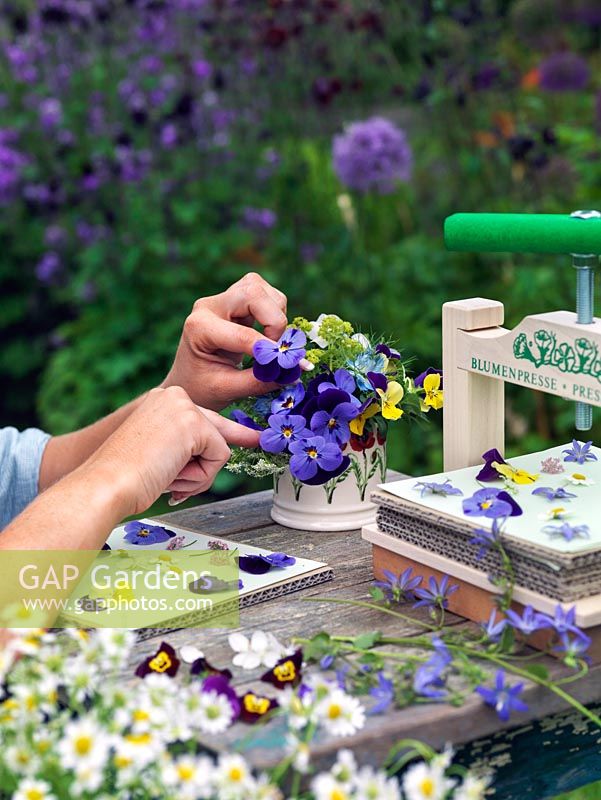 Woman picking heads from cut flowers to put in flower press. Use only the newest and freshest flowers for pressing, and pick when dry, ideally after the dew has evaporated, but before the sun causes flowers to wilt. 