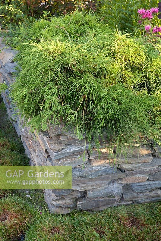 Chamaecyparis pisifera 'Sungold' planted in raised bed