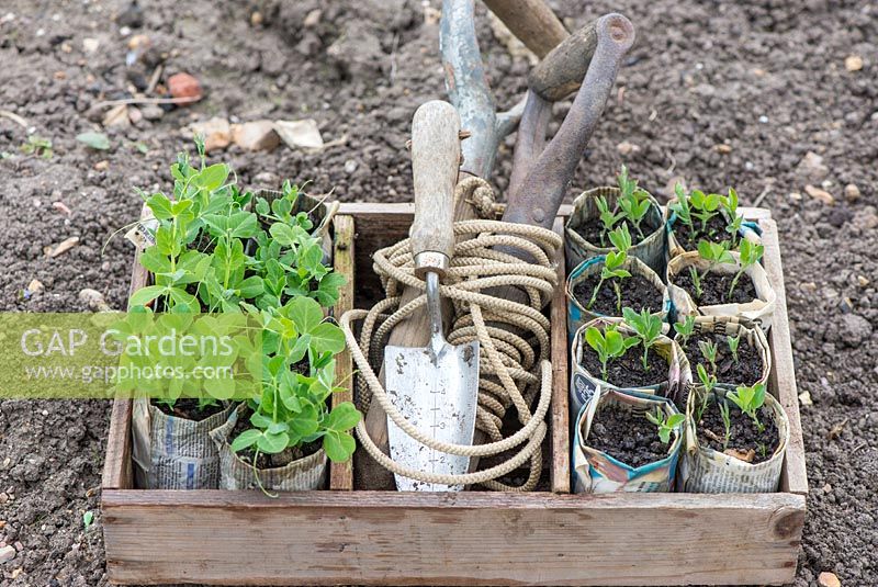 Garden peas, 'Kelvedon Wonder', and Sweet peas, 'Old Fashioned Mix' grown in newspaper pots, ready for planting with garden line and trowel.