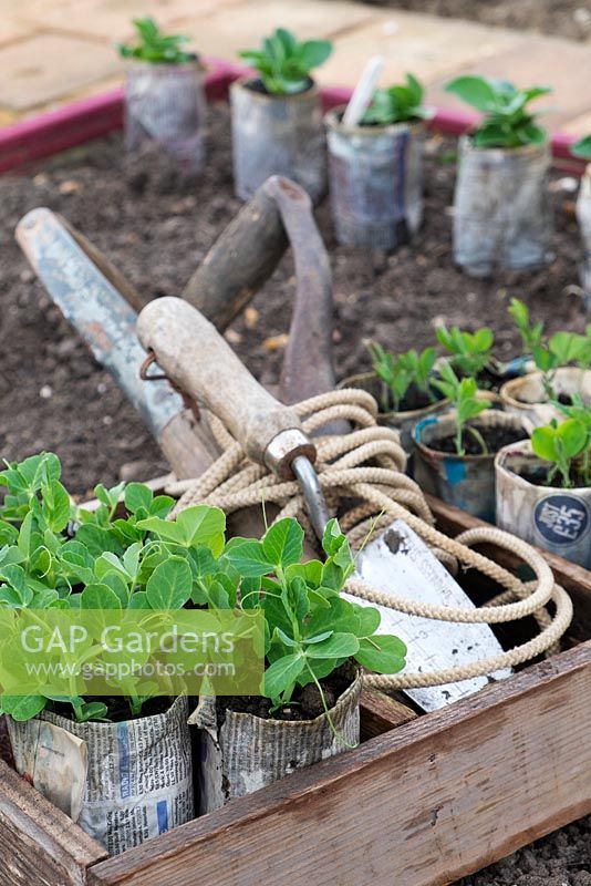 Pisum sativum 'kelvedon wonder' and broad bean plants. 'greeny' in newspaper pots. With tools and garden line ready for planting into raised bed.