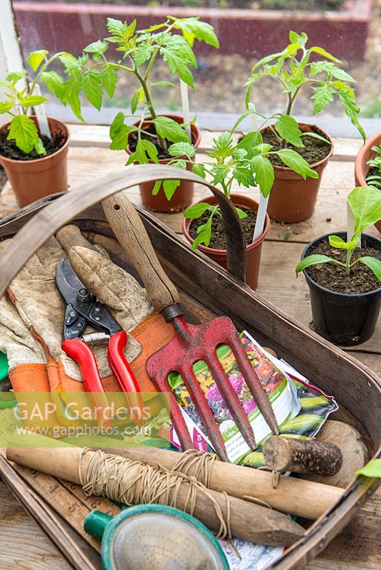 Greenhouse staging, trug of hand tools and garden items, with pots of seedlings and tomato plants.