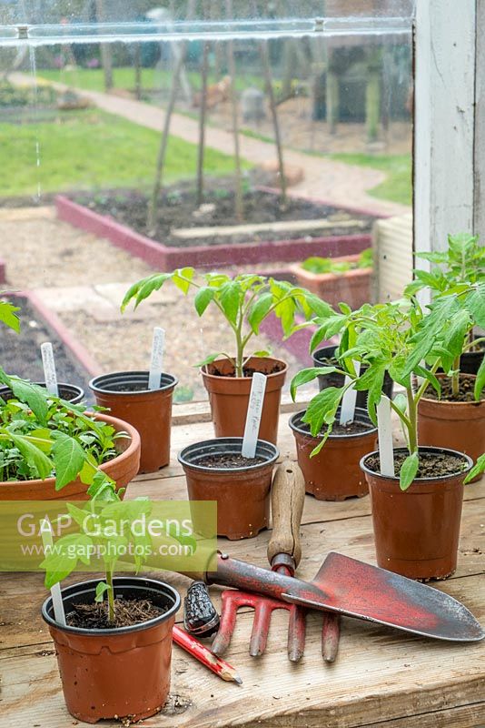 Greenhouse staging in springtime with garden items and young tomato plants in plastic pots.