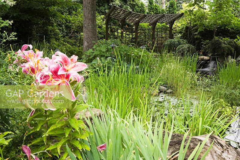 Brown painted wooden pergola and pond with Typha latifolia - Common Cattails and Nymphaea - Water Lilies bordered by red and pink Lilium, Hosta plants in residential backyard garden in summer