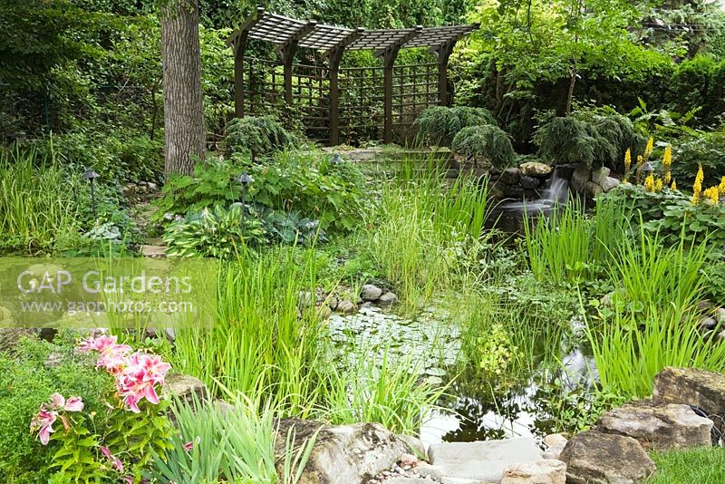 Brown painted wooden pergola and pond with Typha latifolia - Common Cattails and Nymphaea - Water Lilies bordered by red and pink Lilium, Hosta plants and yellow Ligularia 'The Rocket' flowers in residential backyard garden in summer