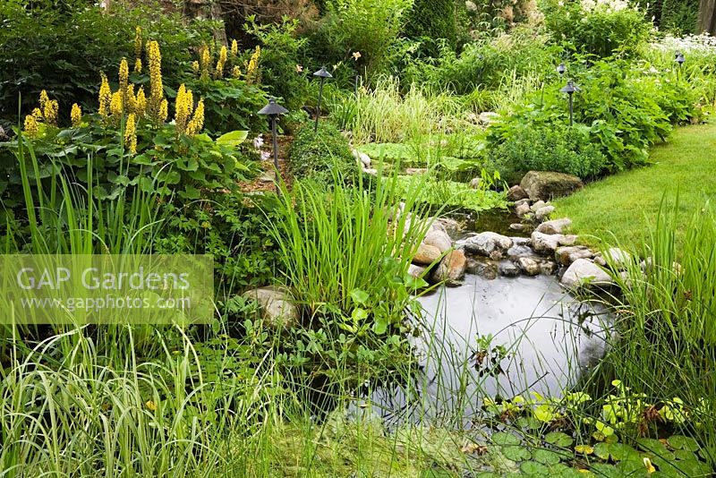 Stream and pond with Typha latifolia - Common Cattails, Eichornia crassipes - Water Hyacinth and bordered by Ligularia 'The Rocket' in residential backyard garden in summer