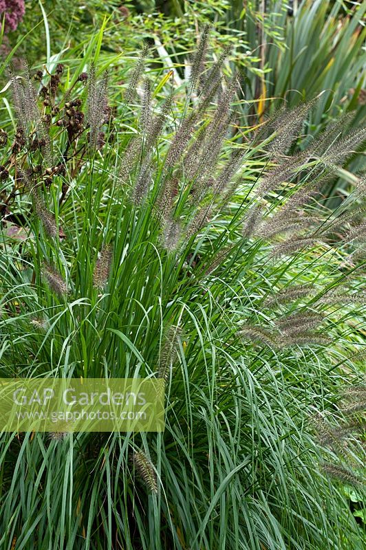 Pennisetum alopecuroides - Fountain grass, a clump forming grass with bottle brush flowers.