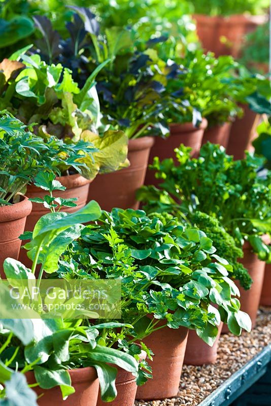 Spring Salad Leaf Vegetables in terracotta clay pots - chives, parsley, kale, spinach, lettuce, endive and rocket 