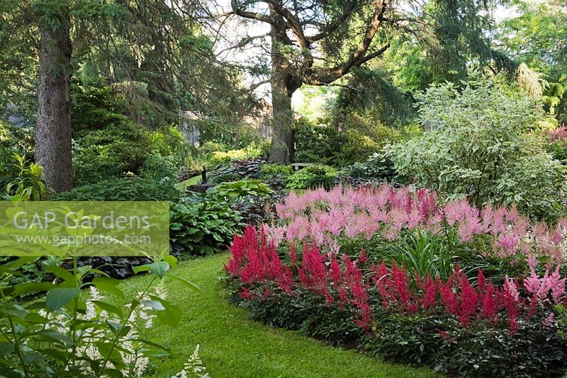 Conifer trees underplanted with Hosta plants and border with purple Astilbe arendsii 'Fanal', pink Astilbe japonica 'Rheinland' flowers and Cornus alba 'Elegantissima' - Dogwood tree in private backyard garden in summer