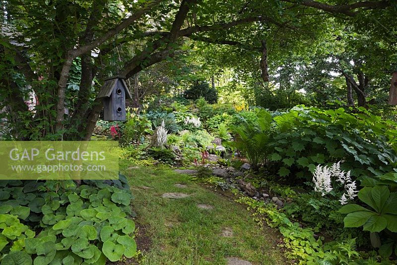 Grass and flagstone path next to Acer ginnala with grey wooden birdhouse underplanted with Asarum canadense and border with Matteucia struthioptetris, Kirengeshoma palmata, Astilbe arendsii 'Weisse Gloria' flowers in private backyard garden in summer