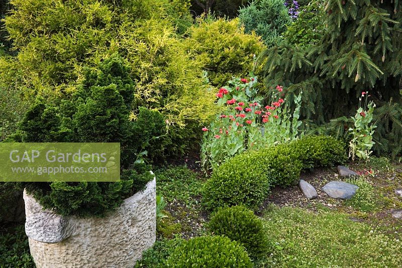 Border with Chamaecyparis obtusa 'Nana Gracilis' in grey cement planter and Chamaecyparis pisifera 'Golden Mop' - False Cypress in the background, Buxus 'Green Mountain', red Papaver, Picea abies 'Acrocona' in private backyard garden in summer