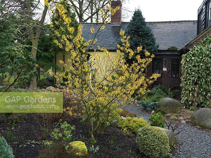 Hamamelis x intermedia 'Barmstedt Gold', a  deciduous shrub, which produces fragrant golden yellow flowers in late winter and early spring.