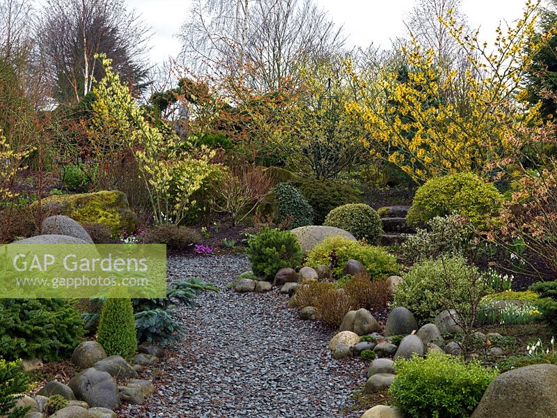 An attractive winter garden with structure provided by small confiers, topiarised evergreens and large smooth stones. Colour is provided by Hamamellis Pallida, Jelena, Sunburst, Arnold's promise, Strawberries and Cream and Barmstedt Gold.