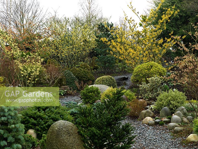 An attractive winter garden with structure provided by small conifers, topiarised evergreens and large smooth stones. Colour is provided by Hamamellis varieties Barmstedt Gold, Jelena, Sunburst, Arnold's promise and Strawberries and Cream.