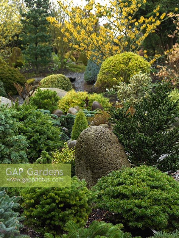An attractive winter garden with texture provided by small conifers, topiarised evergreens and large smooth stones. Colour is provided by Hamamellis Bernstein.