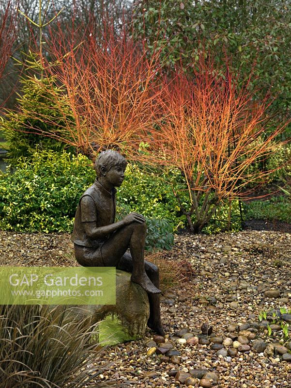 A statue of a young boy provides a creative focal point in a winter garden, it is highlighted by the bright stems of the Salix growing behind.