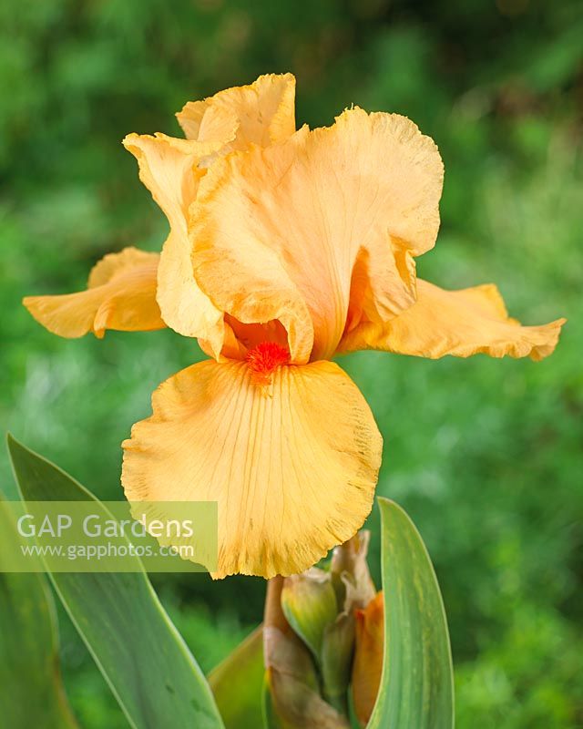 iris germanica Orange Chariot