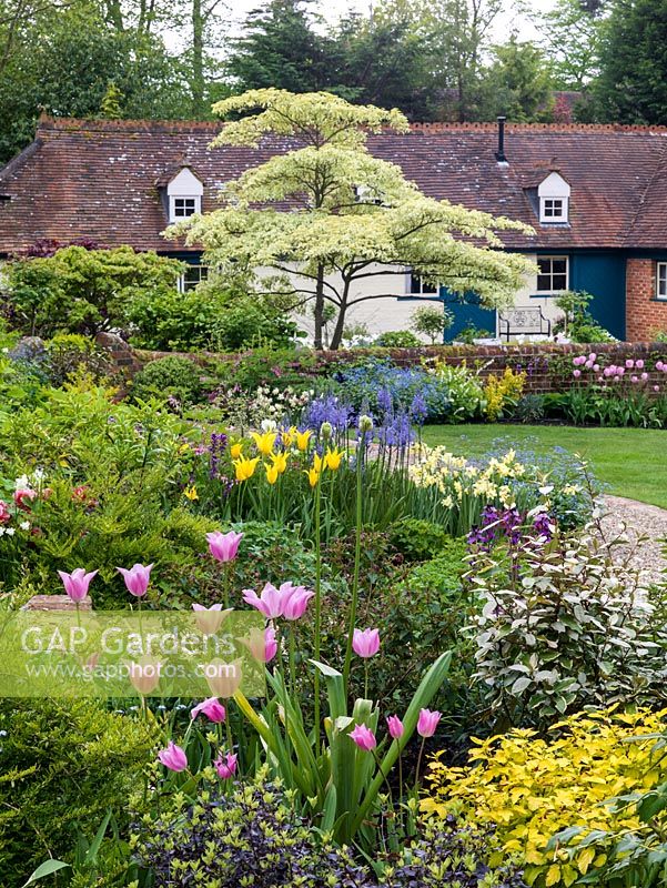 Old walled cottage seen over pink Tulipa China Pink, Rosalie. Middle bed planted with gold Tulipa West Point, blue camassia, Narcissus Pipit. Cornus controversa Variegata.