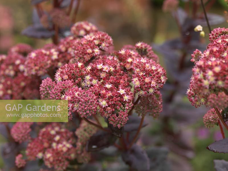 Sedum telephium Purple Emperor, Orpine