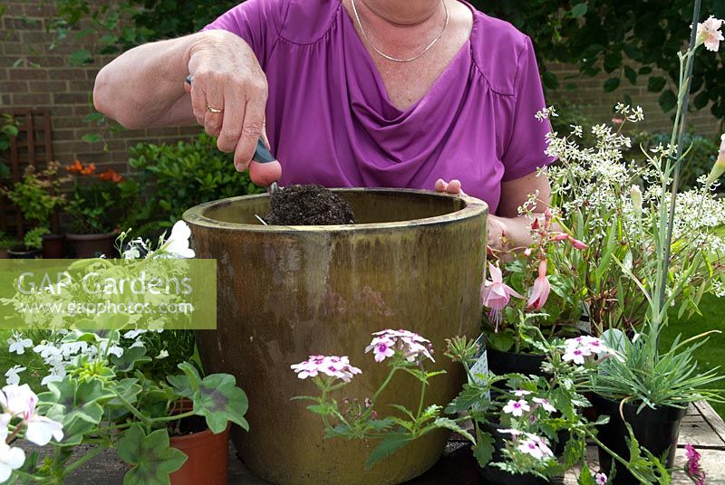 Planting a pink and white summer pot - Fuchsia Shrimp Cocktail, Verbena Lanai Bright Pink, Euphorbia hypericifolia, Lobelia White Star. Adding compost