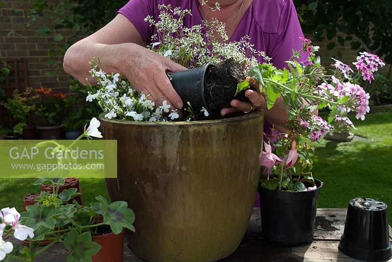 Planting a pink and white summer pot - Fuchsia Shrimp Cocktail, Verbena Lanai Bright Pink, Euphorbia hypericifolia, Lobelia White Star. Adding plants