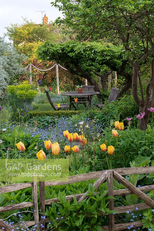 An old apple tree creates a natural canopy over a table and chairs, in a secluded corner. Seen over beds of allium, tulips, geums, euphorbia, centaurea and forget-me-nots. Behind, rope swag creates a division