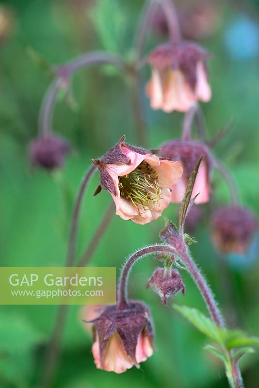 Geum 'Pink Frills'