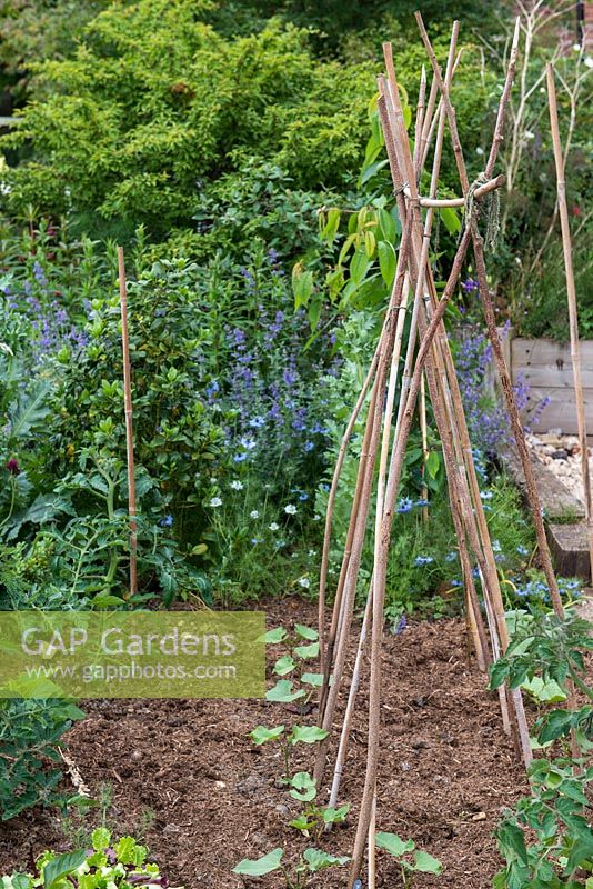 In the front garden, newly planted runner beans and tomato plants.