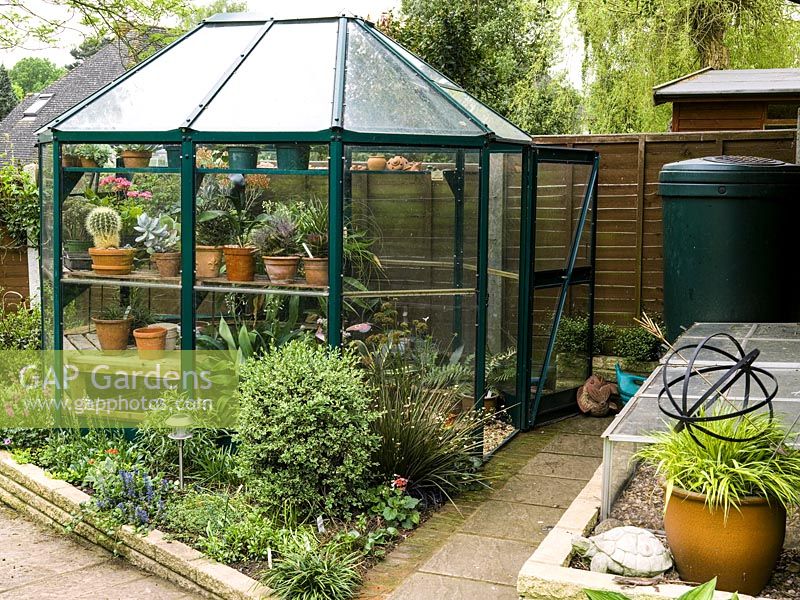 Greenhouse hidden in work area by fence, beside water butt and cold frame. Inside, tender plants including succulents, pelargonium and cacti.