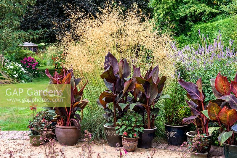 A stone patio with containers planted with Canna and Fuchsia. Stipa gigantea and Veronicastrum behind.