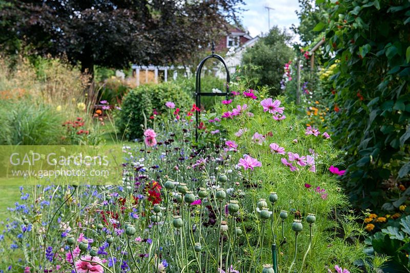 A colourful wildflower border grown from a packet of annual seed mix. Plants include Poppies, Cosmos, Cornflowers and Viper's Bugloss.