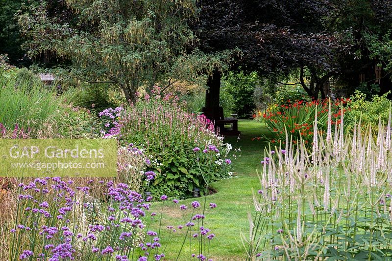 A grass path running under a copper beech tree and through borders planted with Crocosmia, Persicaria, Veronicastrum and Verbena bonariensis.