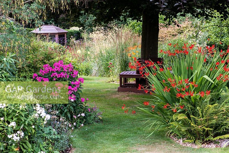A grass path between herbaceous borders with plants including Crocosmia, pink and white Phlox with Molinia and Calamagrostis grasses - all beneath a copper beech tree.