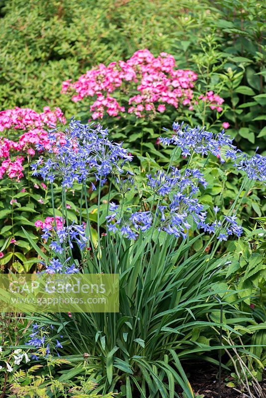 Agapanthus africanus and pink Phlox.