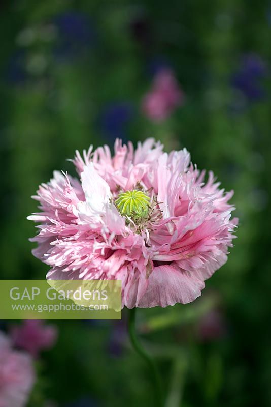 Papaver somniferum, a double flowered annual producing large flowers and attractive blue green seed pods.