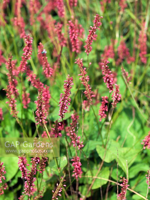 Persicaria amplexicaulis 'Atrosanguinea', Bistort, produces long slender flower spikes from July - September. Large oval shaped leaves are produced in profusion making this plant great for ground cover.