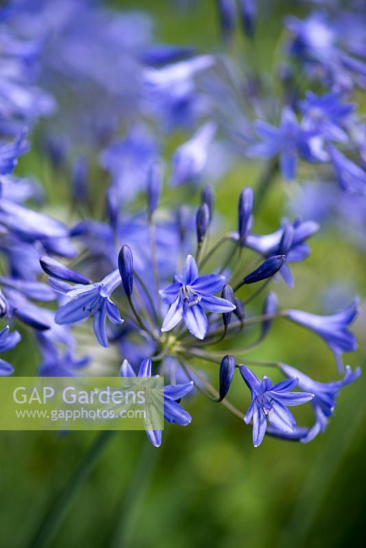 Agapanthus africanus, the Nile lily produces globes of trumpet-shaped,  blue flowers form July to September. This tough perennial survived weeks of being submerged under cold, muddy flood water.