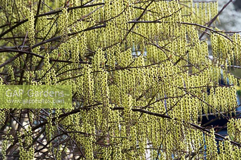 Stachyurus chinensis - Chinese Stachyurus - March - Oxfordshire