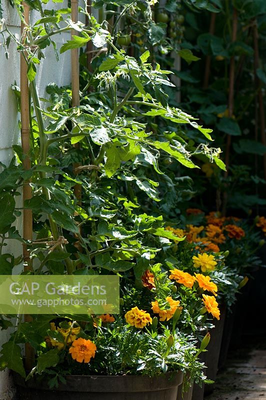 Tagetes - French marigolds planted beneath tomato plants for protection from greenfly and blackfly