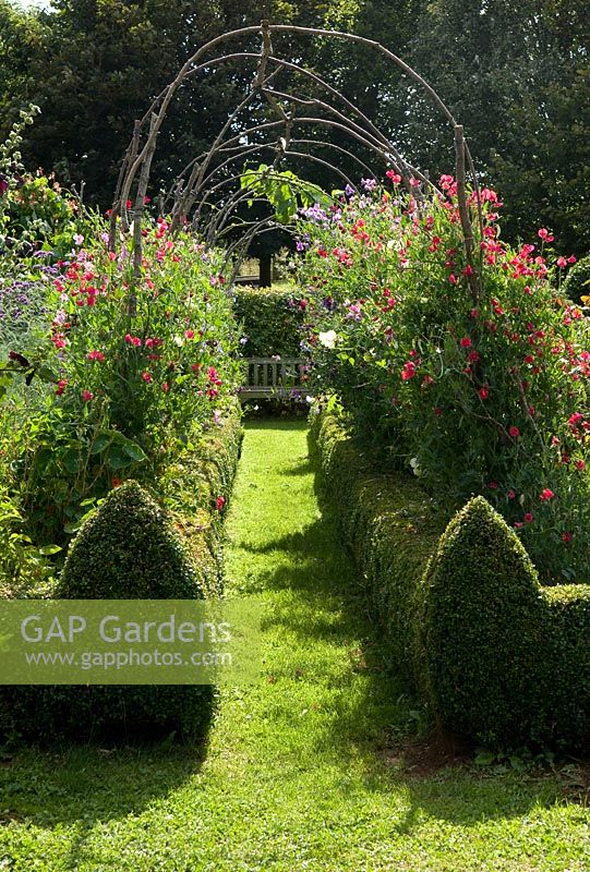 Lathyrus odoratus - Sweet pea arch in vegetable garden.